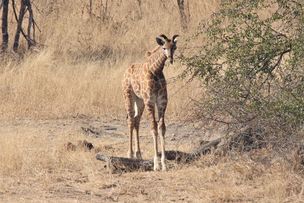 Araw 14: Sa ruta sa Kruger National Park