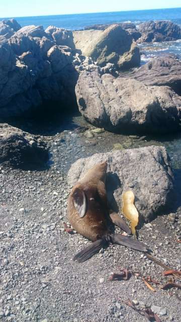 Seerobben am Cape Palliser 