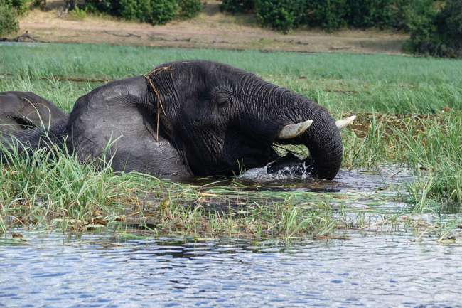 Schwimmender Elefant 
