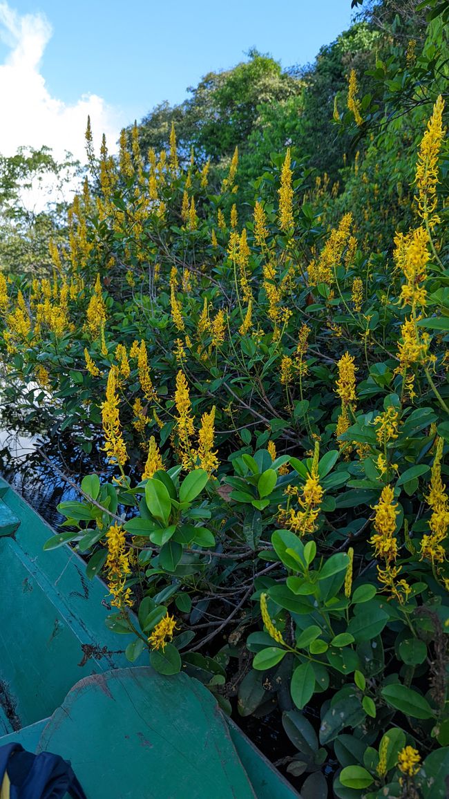 1. Tag Amazonas Dschungel