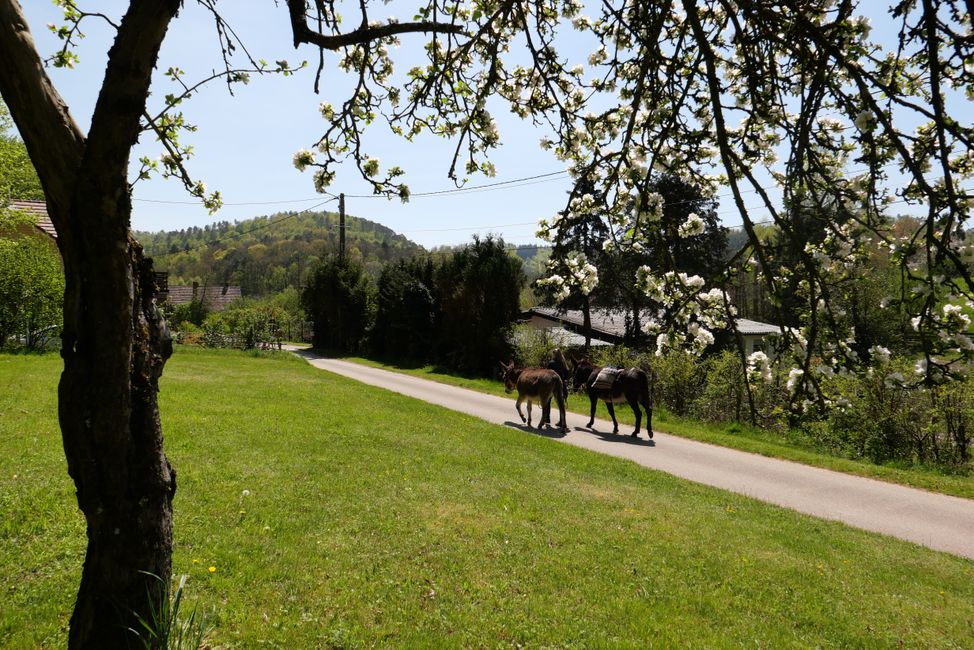 2023 - May - Donkey trekking in Alsace