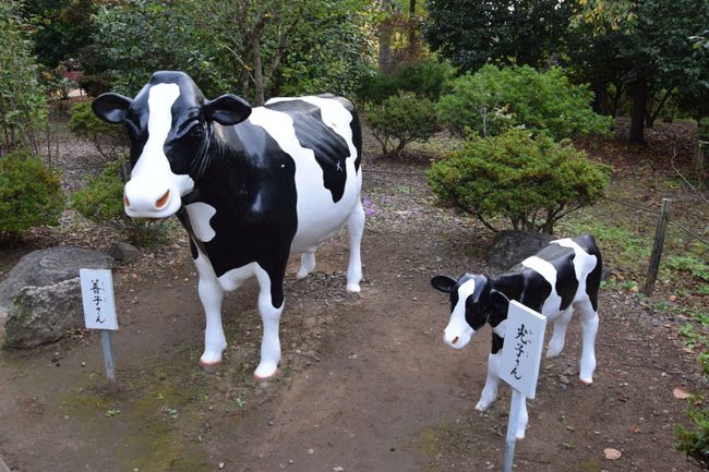 Kühe im Tempelgarten
