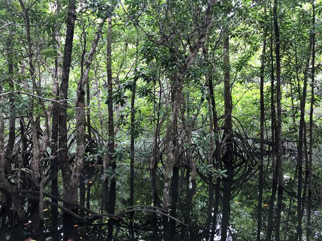 Looks like home of Yoda... the mangroves