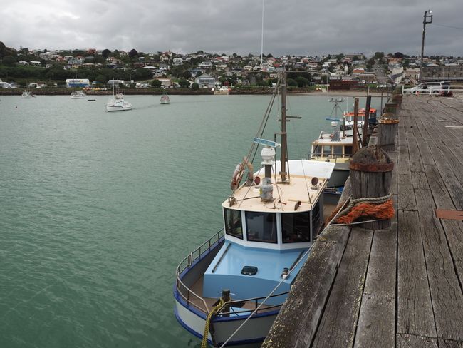 19.12.18 Oamaru, Annik, Regen und Pinguine