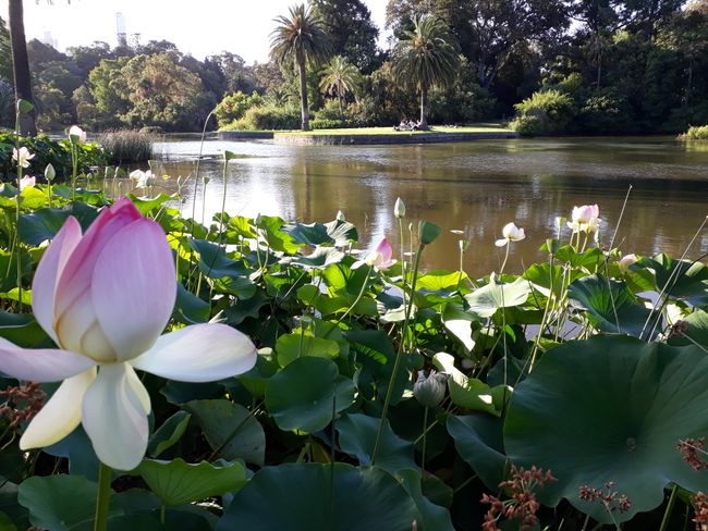 Botanical Garden Melbourne - beautiful!!!