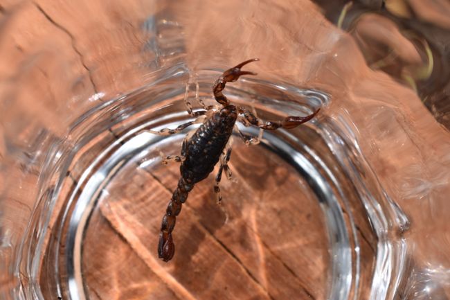 am Morgen haben wir ein Skorpion an unserem Free Camp gefunden