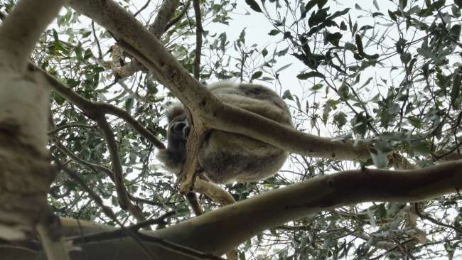 Di cascate, canguri è koalas