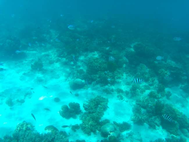 Blick über die Korallenlandschaft mit bunten Fischen