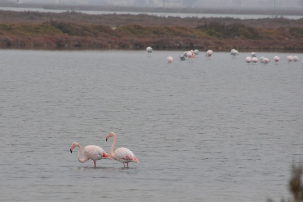 #43 Ein Delta voller Flamingos, Reisfelder und einer Wüste