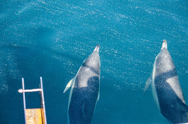 Tag 94 - Tauchen mit Haien ohne Haifischen - dafür mit Delfin-Begleitung