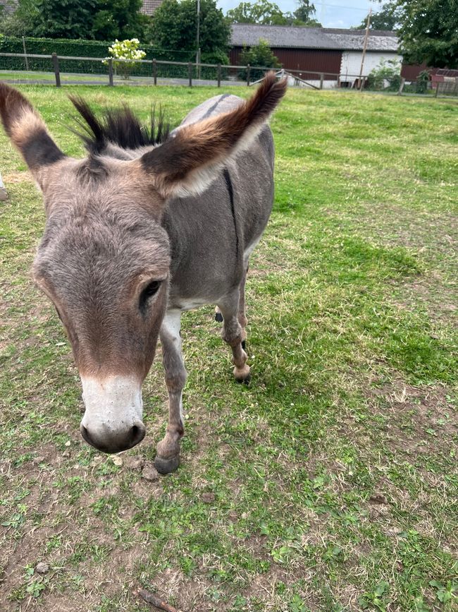 Donkey hike in Sauerland