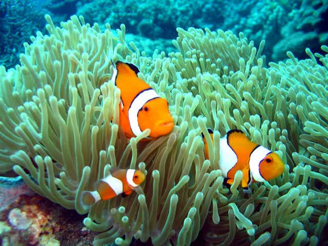 Chapter 7 Thailand - Koh Lanta (Looking for Nemo & Finding Dory)