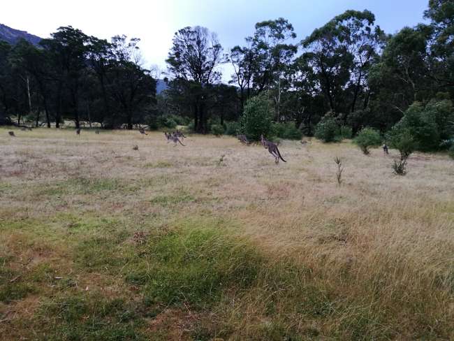 Kangaroos everywhere. Luckily not dead on the road.