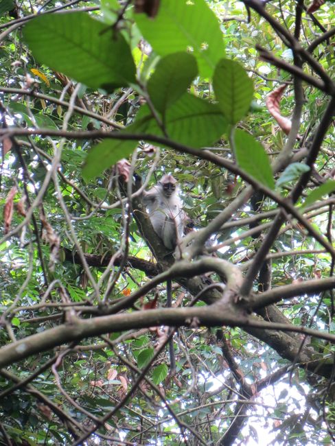 I didn't think the picture came out well, but it's clearly recognizable: a monkey ^^