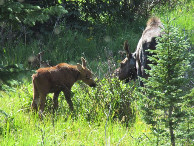 7 Elks and North American Elks