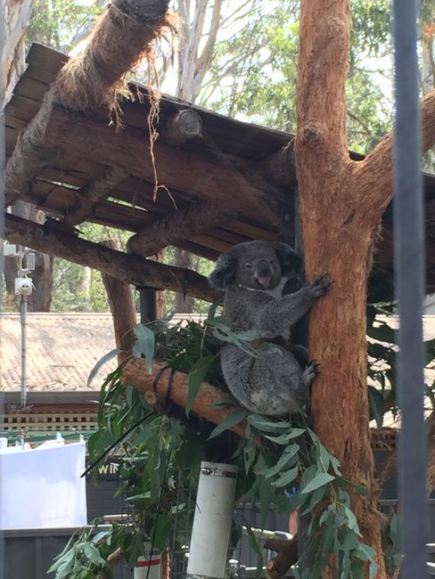 Chapter 4: Sydney, New Year's Eve, and Family Time