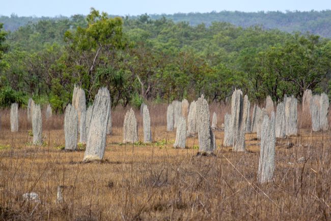 Termite Mounds im Litchfield National Park
