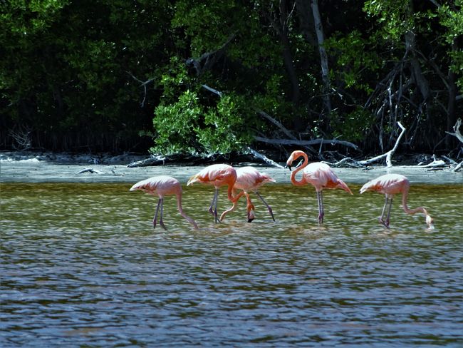 Flamingos in Celestún