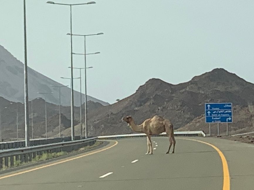 Da hilft nur Vorsicht und Warnblinkanlage an: "Caution! Camel on the Road!"