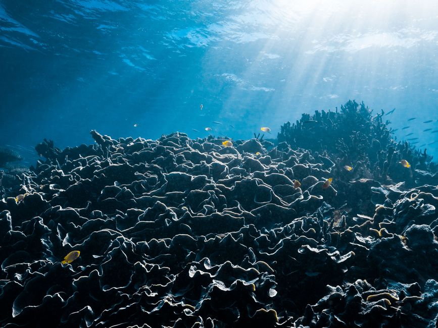 01.08.2023 – Buckelwale, Manta Rochen und Schildkröten im Ningaloo Reef