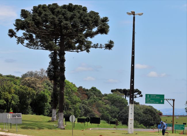 The frequent presence of the Araucaria tree, also known as the Brazilian pine, reminds me of a menorah