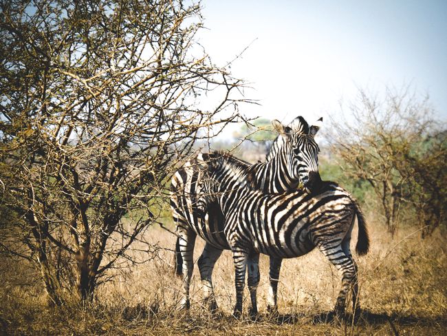Wildlife - even more Kruger