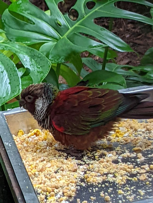 07.06.2022 - Vogelpark und Wasserfälle