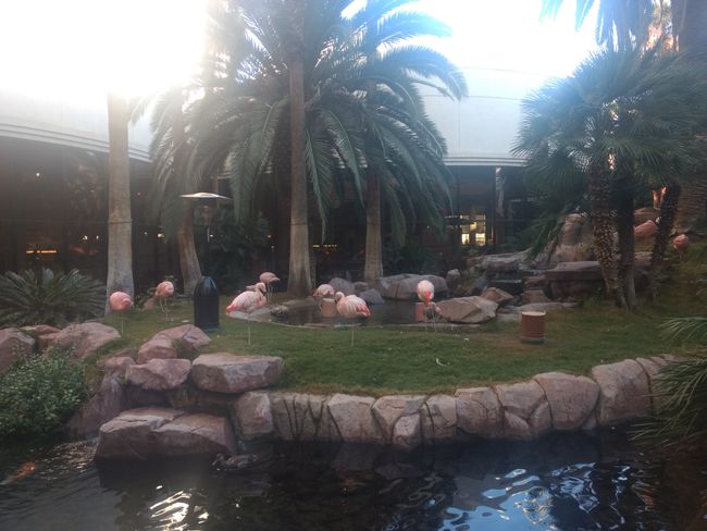 In unserem "Flamingo"hotel