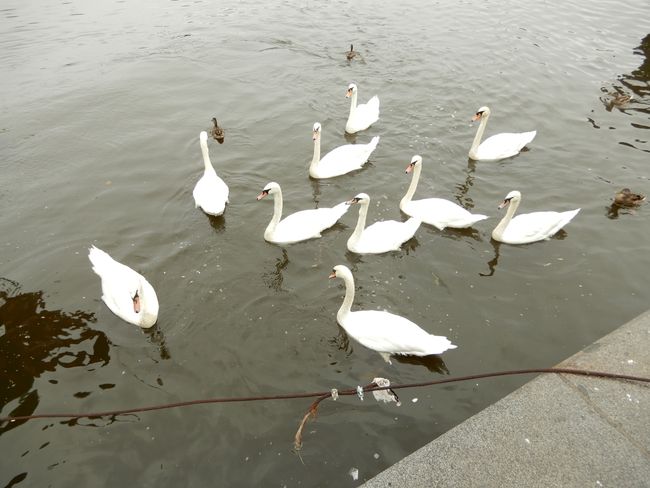 Swans accompany us