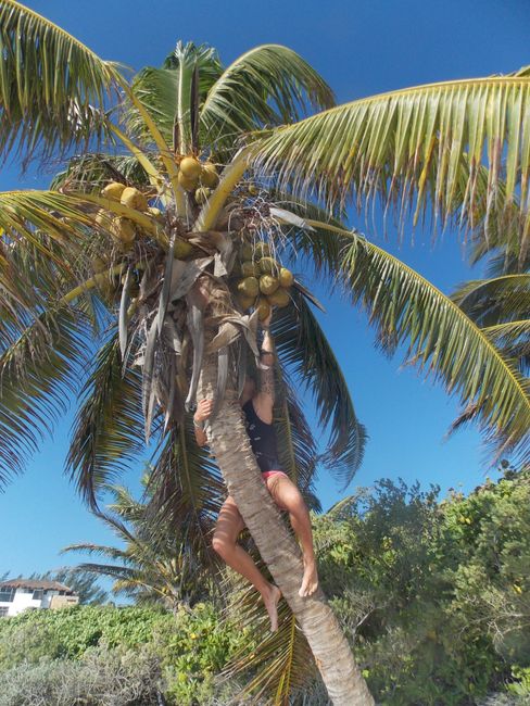 Lo mejor, bajar los cocos uno mismo....