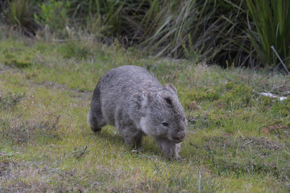 Australia - Victoria - Wilsons Promontory NP - Wombat