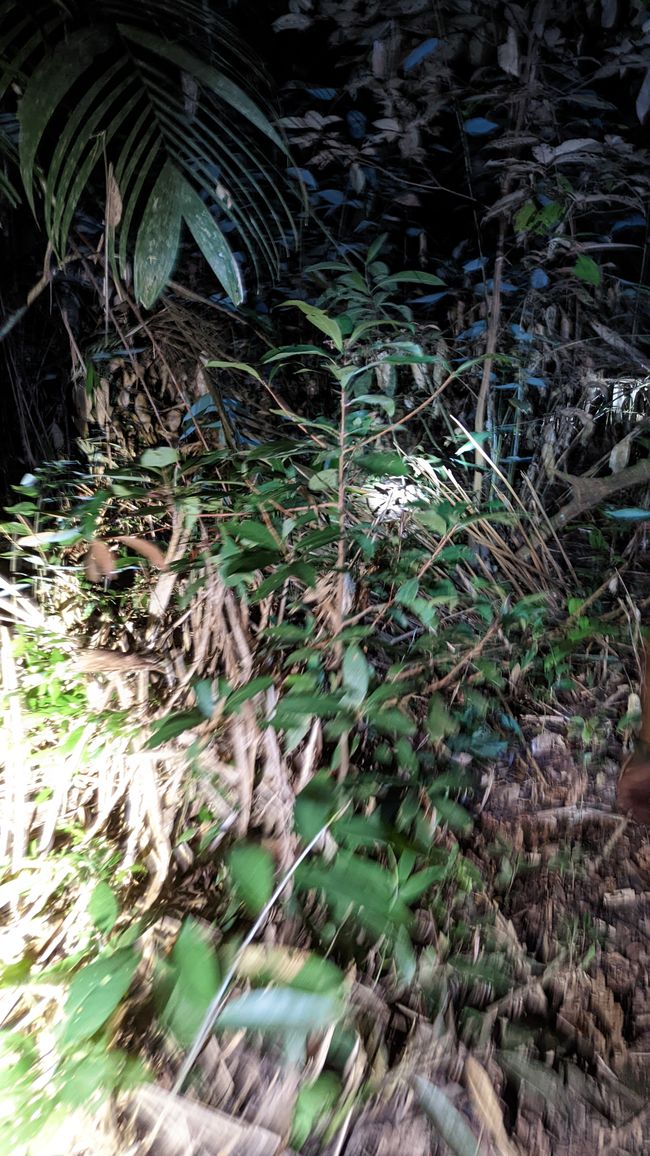 1. Tag Amazonas Dschungel
