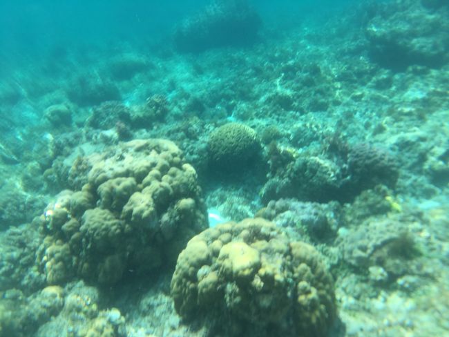 Korallen über Korallen