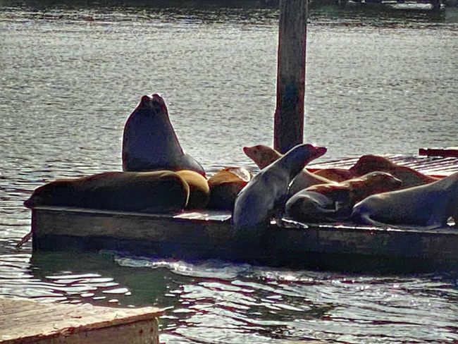 The real sea lions lounging in the sun