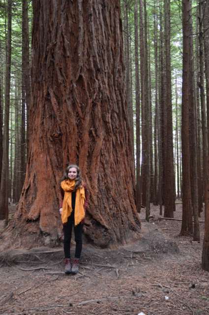 Redwood-Forest