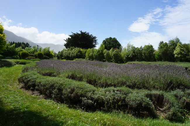 Lavender Farm 