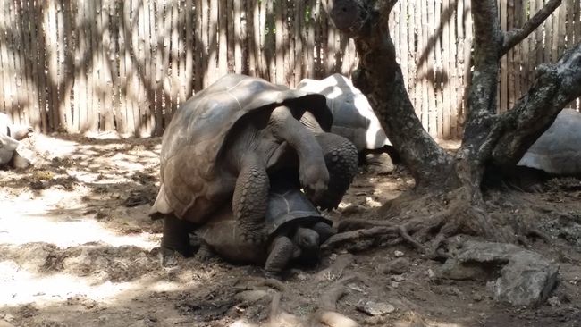 Ursprünglich stammen sie aus Madagaskar. 