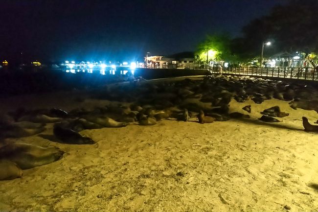San Cristóbal ist auch als die Seehundinsel bekannt. Abends sieht man dann auch weshalb. 