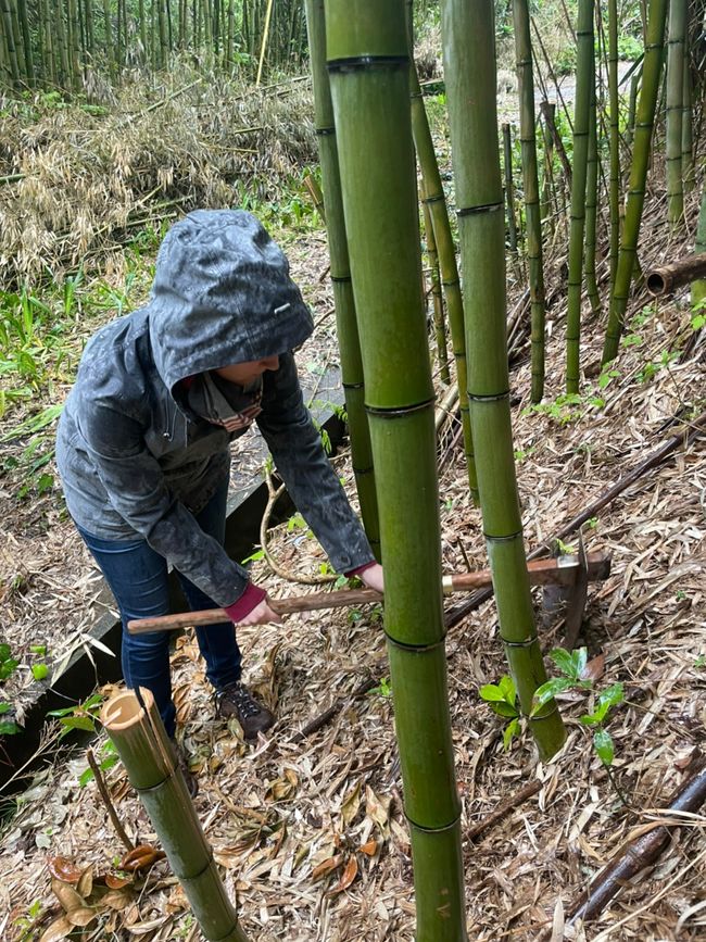 Harvest bamboo shoots
