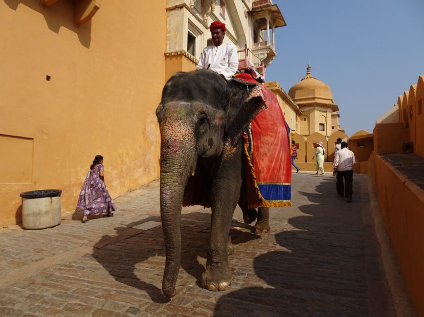 India, Leboea: "Golden Triangle" le Rajasthan