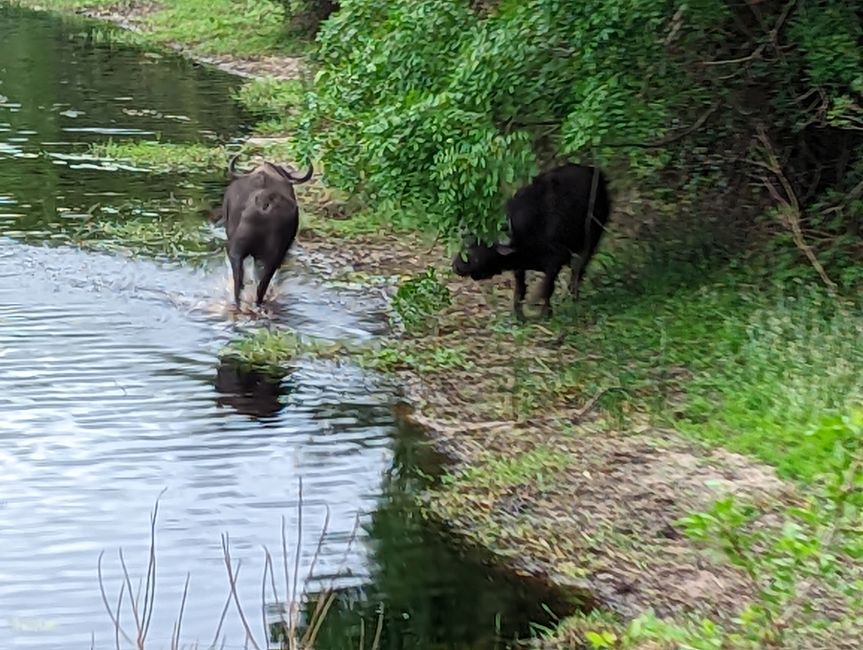 Deux buffles à un point d'eau