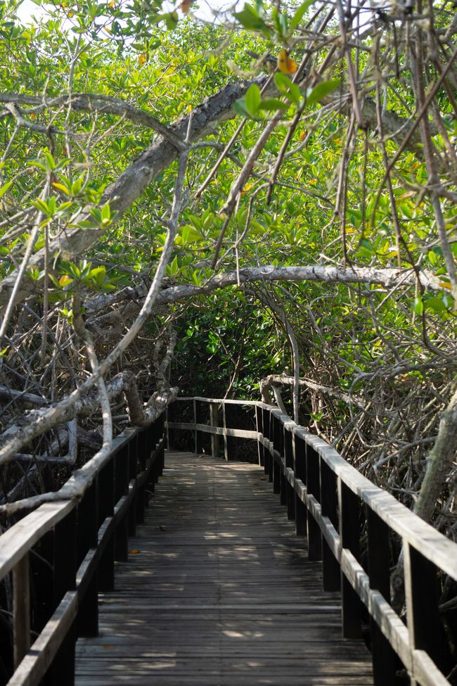 Through the Mangroves to La Concha de Perla