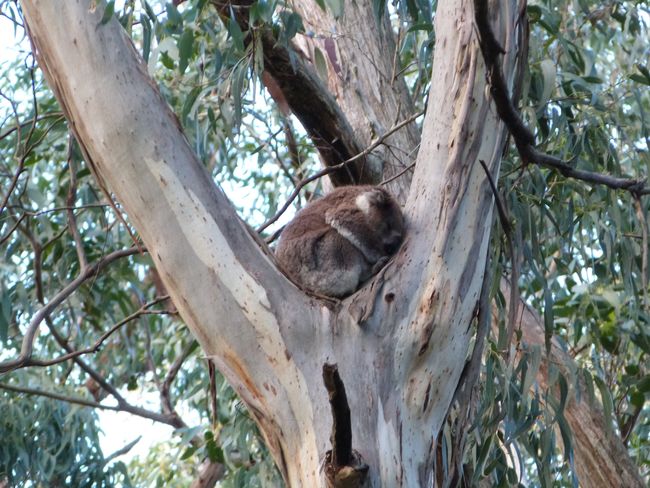 Ein schlafender Koala...