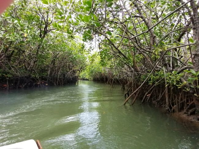 Tour to the Mangroves - 18.09.2019