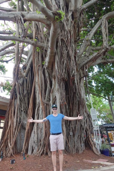 Gigantic tree at Bayside Miami downtown