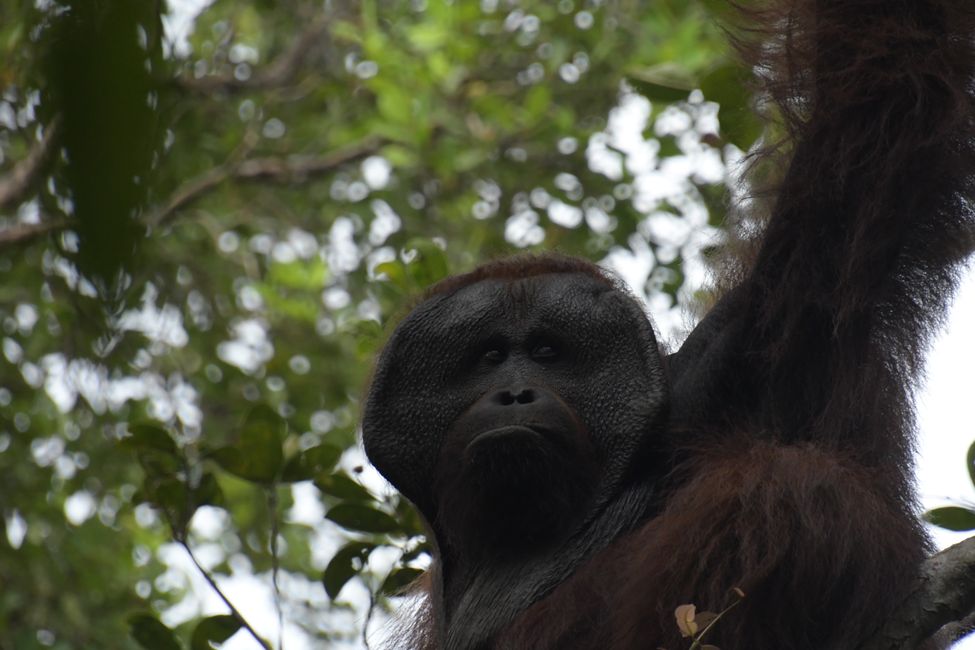 Orangutan at the first ranger station