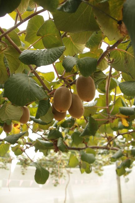 On the kiwi plantation