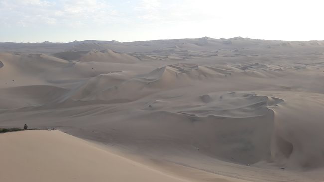 Desert life and daytime leisure
