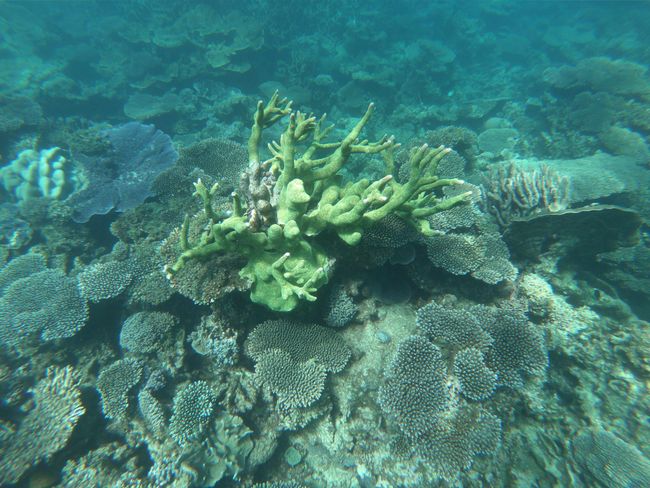 Tag 34: Coral Bay (Schnorcheln mit Manta Rochen)