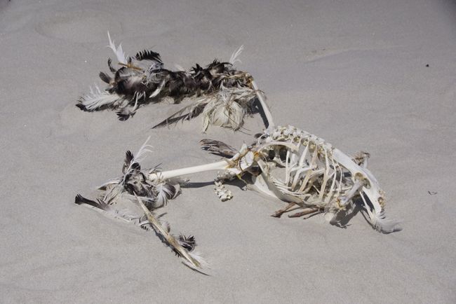 Okia Bay - Seagull Skeleton